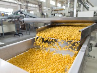 Nudelproduktionsmaschine, die frisch hergestellte Nudeln auf einem Förderband in einer Fabrik transportiert