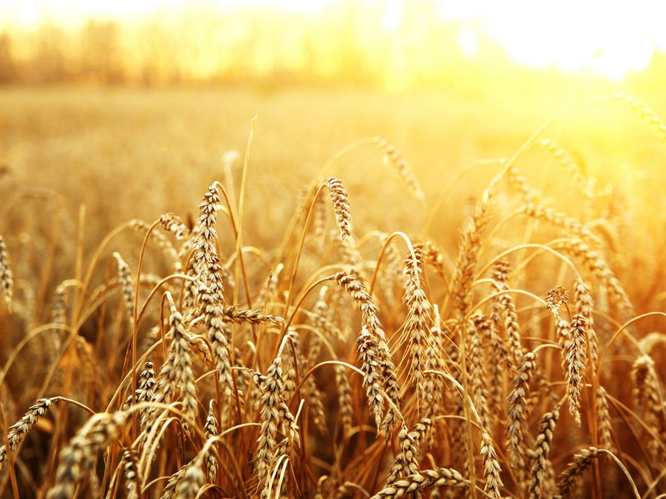 Golden ears of wheat in a field at sunset